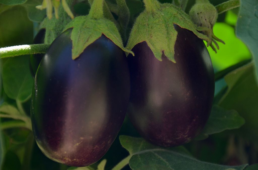 Aubergine.jpg