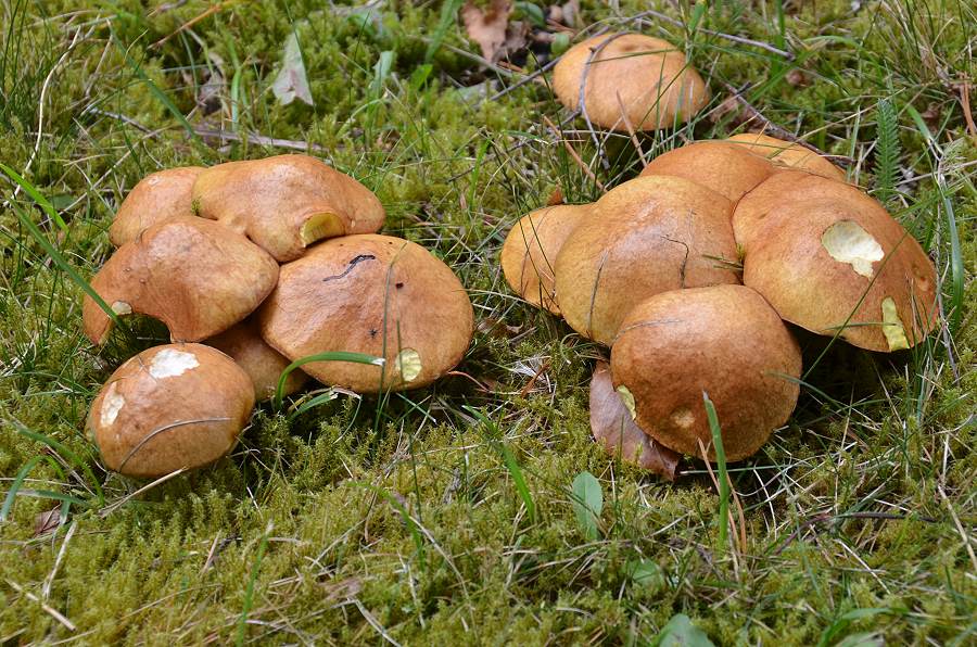 Suillus001.jpg
