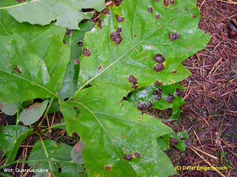 6-Taphrina caerulescens-2.1.6.1.1.13c.JPG