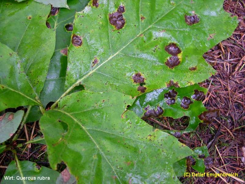 6-Taphrina caerulescens-2.1.6.1.1.13d.JPG