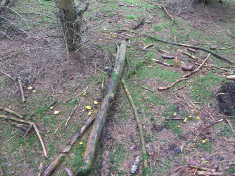 Die hole ich mir in  2 Tagen, wenn sie größer sind.