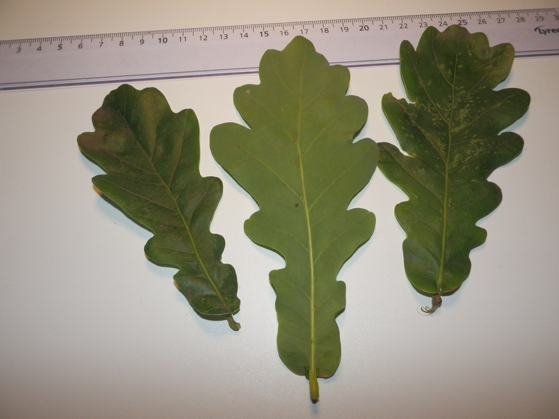 Quercus sp._1.0.jpg