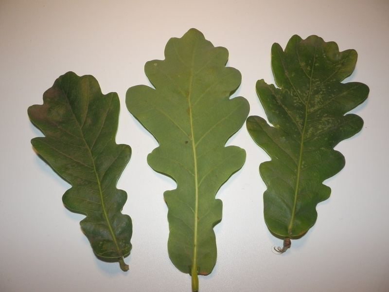 Quercus sp._1.1.jpg