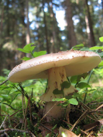 und dann habe ich ein paar andere Pilze entdeckt...