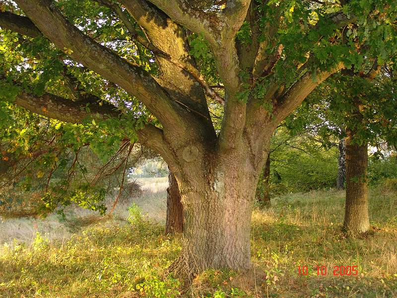 Eiche.jpg