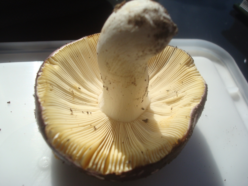 Russula1.jpg