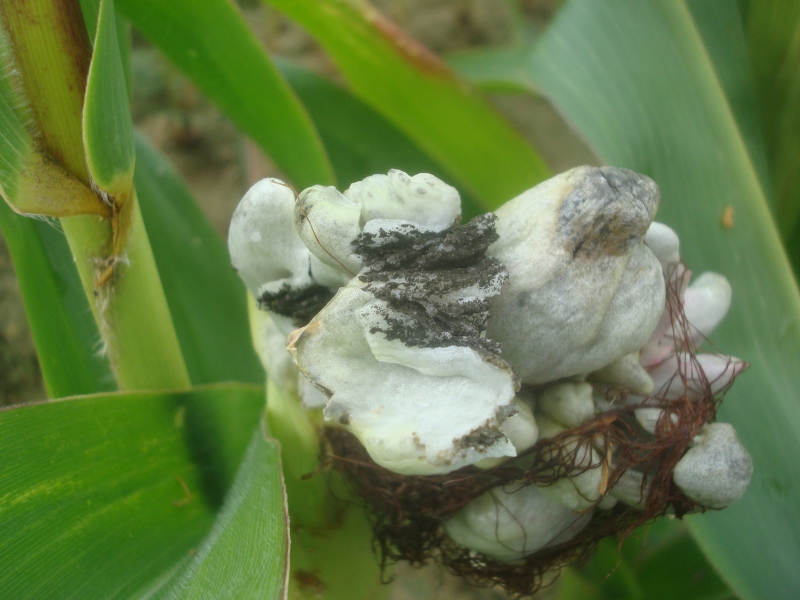 Ustilago maydis - Maisbeulenbrand1.jpg