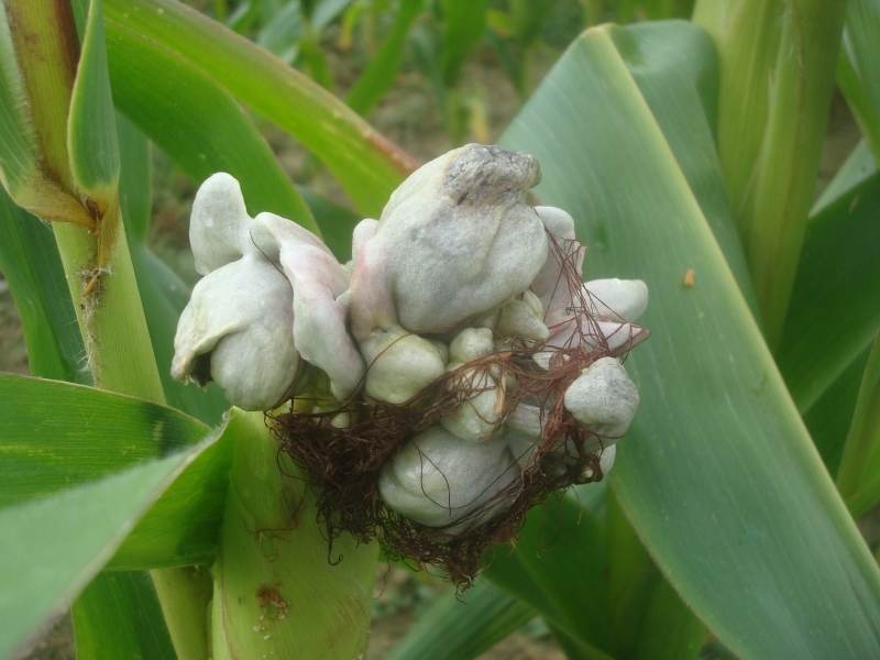 Ustilago maydis - Maisbeulenbrand2.jpg