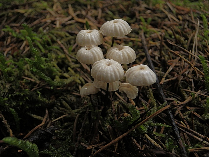 Marasmius rotula._1.0.jpg