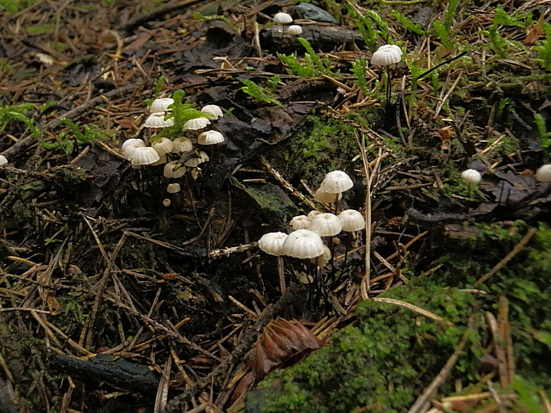 Marasmius rotula._1.1.jpg