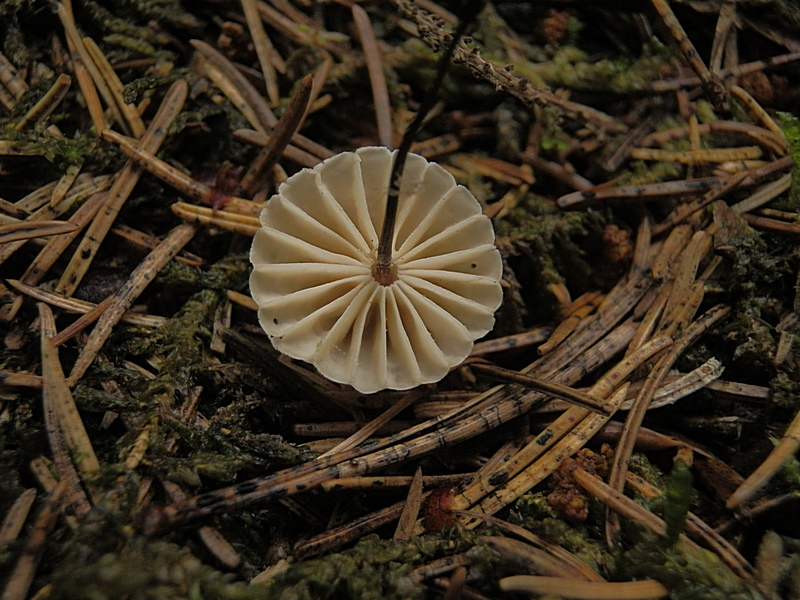 Marasmius rotula._1.2.jpg