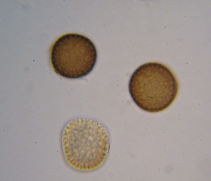 1000er Rauheköpfe (18).jpg