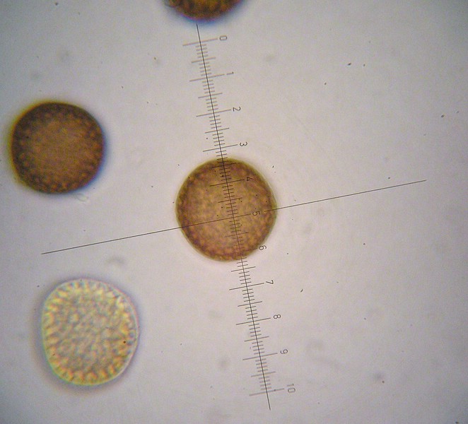 1000er Rauheköpfe (20).jpg