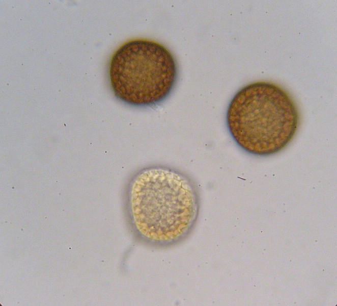 1000er Rauheköpfe (21).jpg