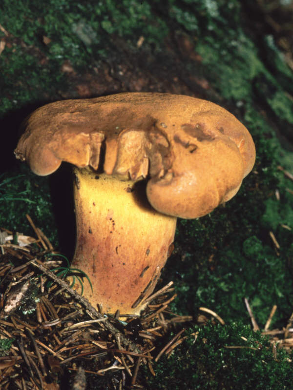 PulveroboletusLignicola01Dia01_222.jpg