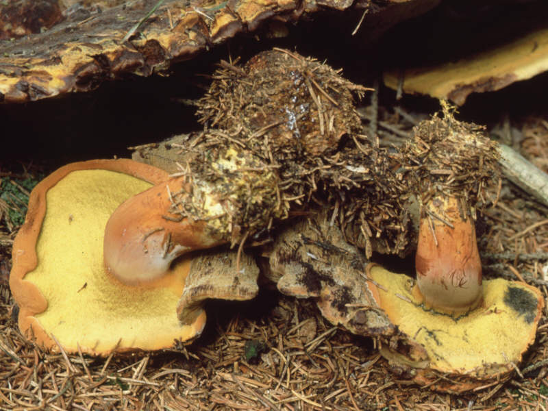 PulveroboletusLignicola01Dia01_223.jpg