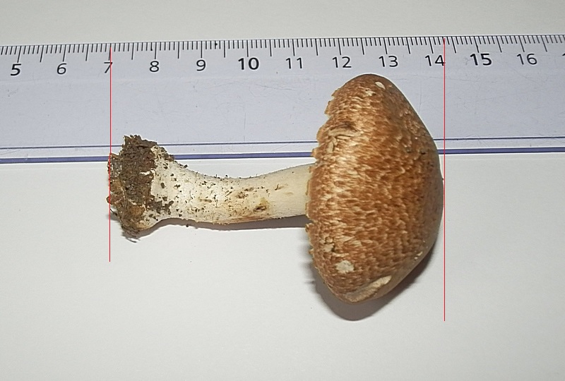 Agaricus sp_1.0.jpg