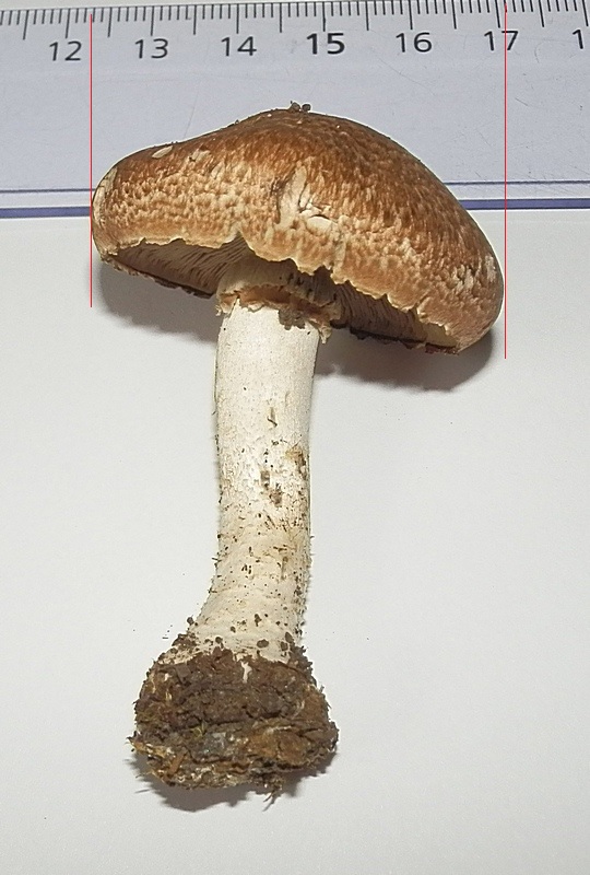 Agaricus sp_1.1.jpg