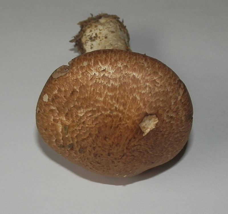 Agaricus sp_1.2.jpg