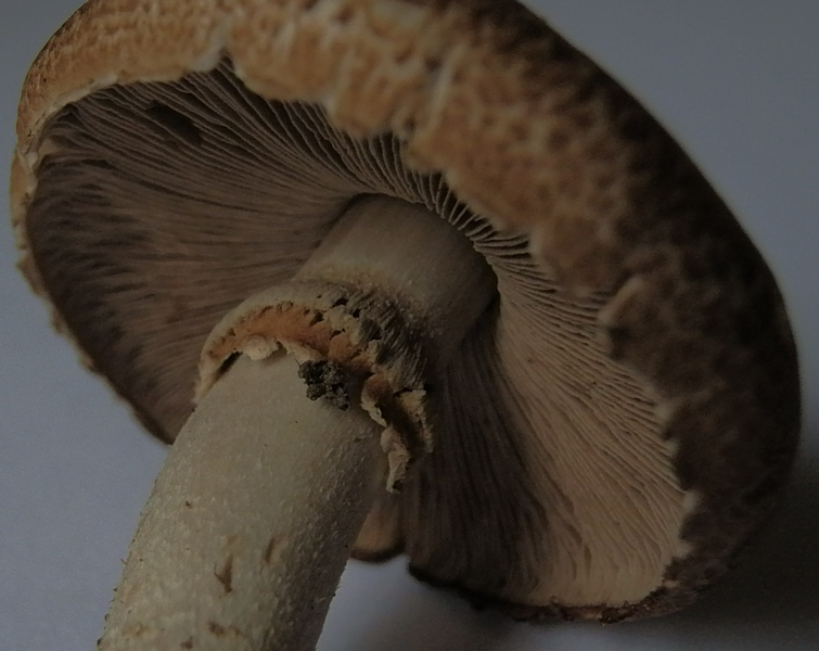 Agaricus sp_1.3.jpg