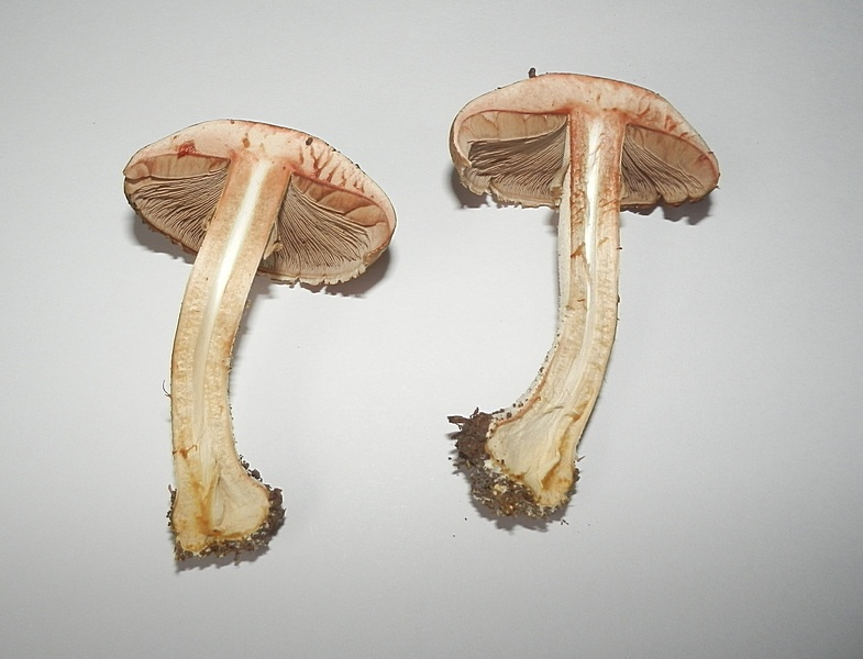 Agaricus sp_1.4.jpg