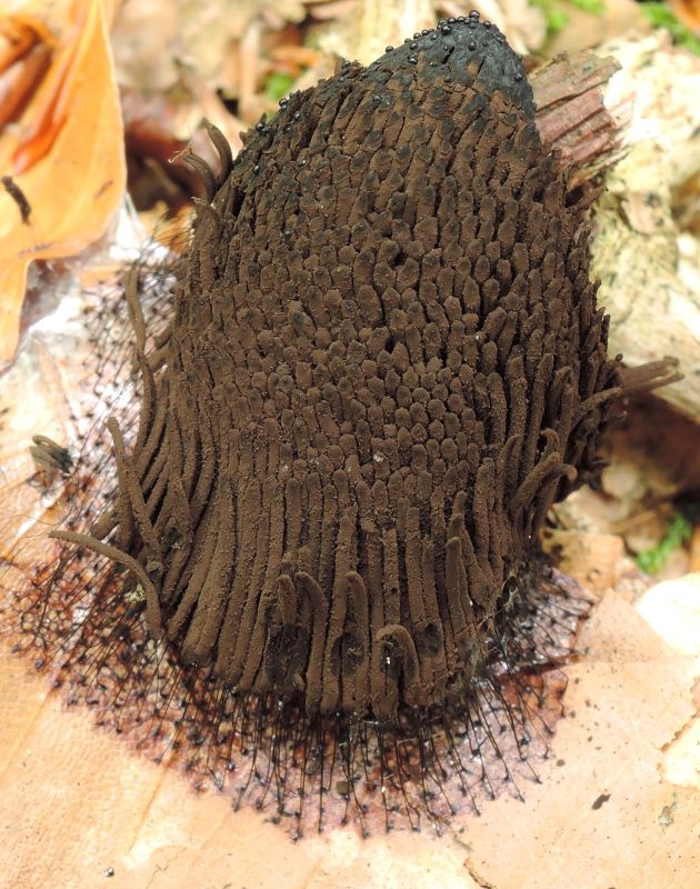 Schleimpilz 4-3 a.jpg