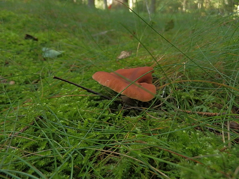 Lactarius rufus_1.0.jpg