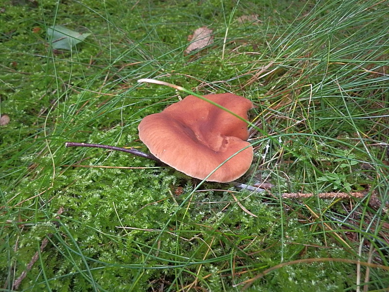 Lactarius rufus_1.1.jpg