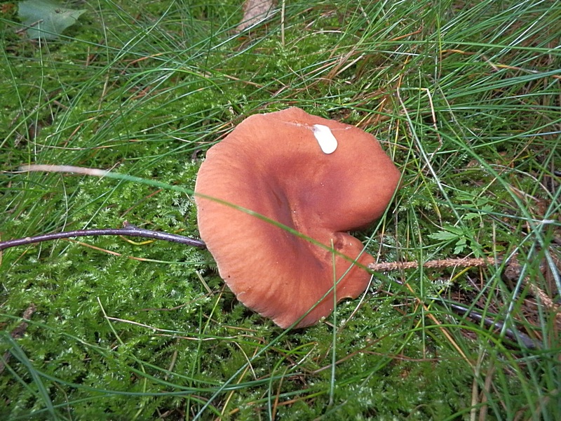 Lactarius rufus_1.2.jpg