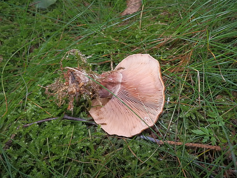 Lactarius rufus_1.3.jpg