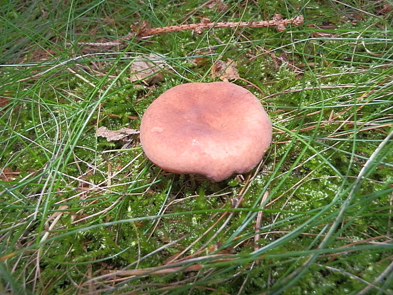 Lactarius rufus_1.4.jpg