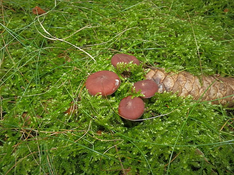 Lactarius rufus_1.5.jpg