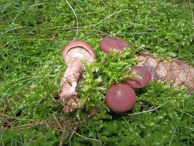 Lactarius rufus_1.6.jpg