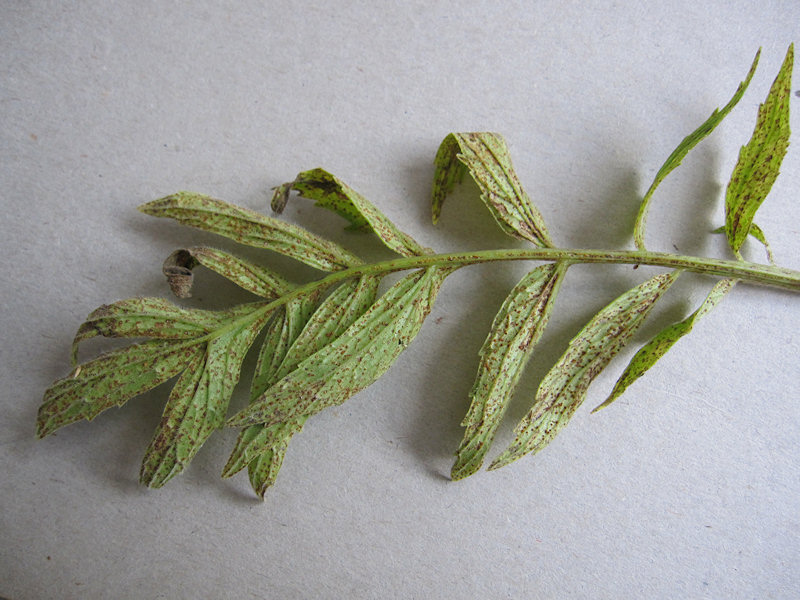 Uromyces_valerianae_1.JPG