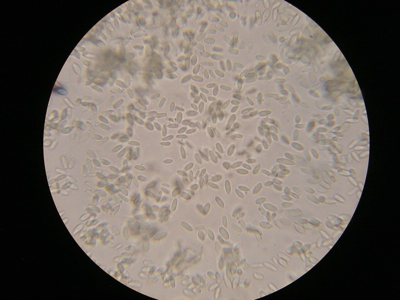 1000er Wiesl (1).jpg