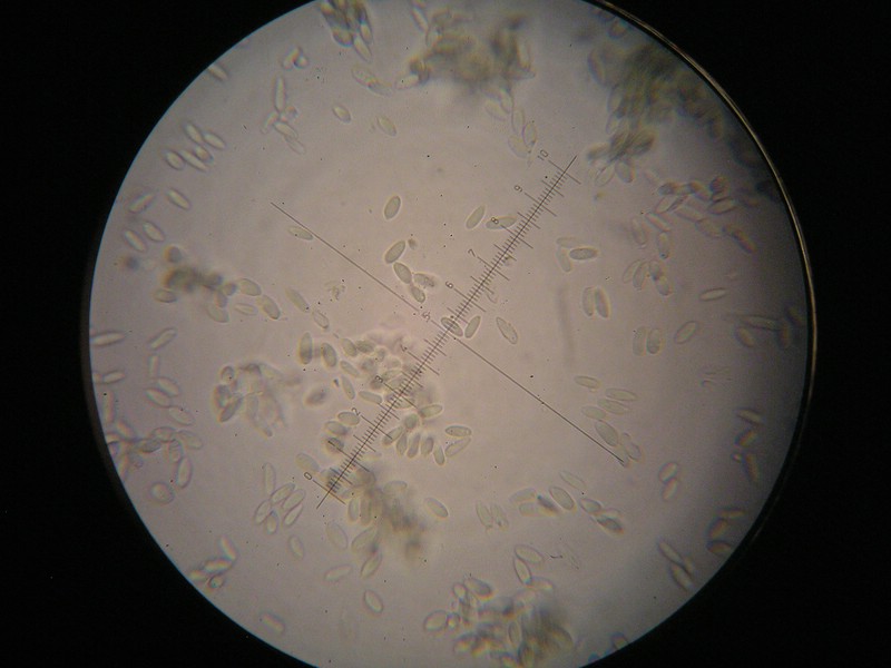 1000er Wiesl (7).jpg