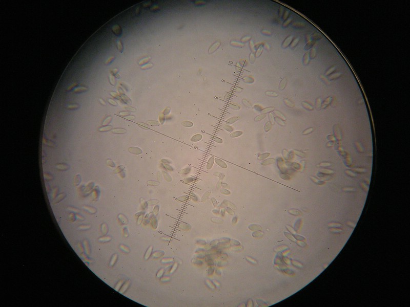 1000er Wiesl (13).jpg