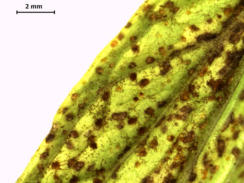 Uromyces_valerianae_3.jpg
