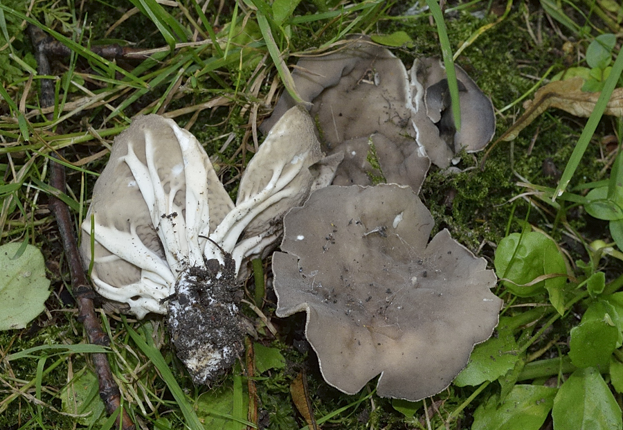 grauweißer lorchelb4.JPG