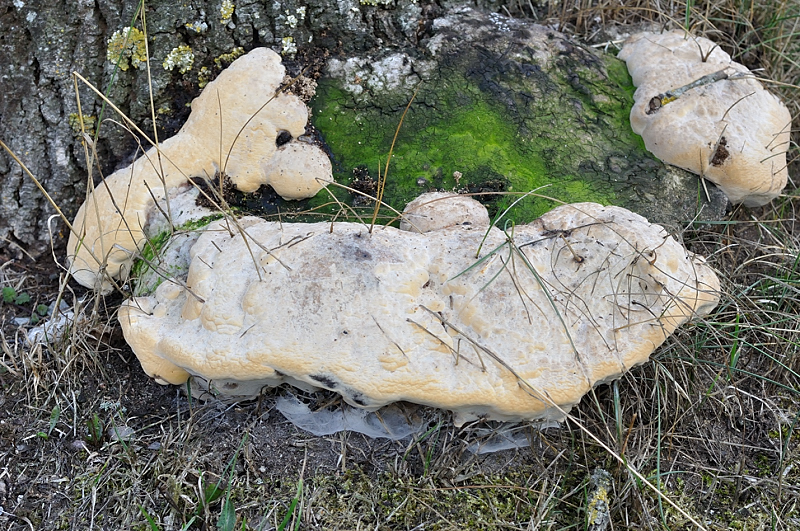Eschenbaumschwamm.JPG