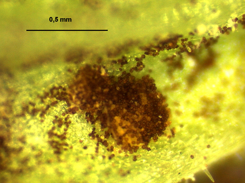 Uromyces_valerianae_4.jpg