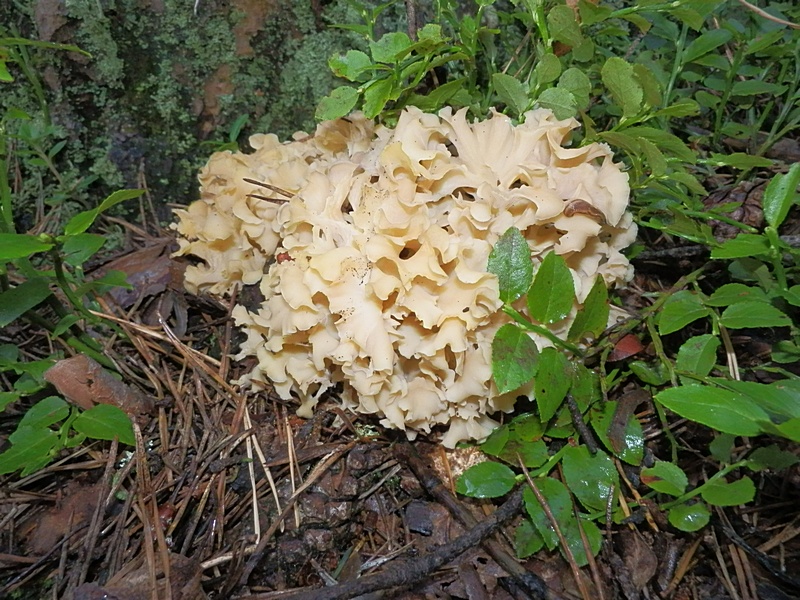 Sparassis crispa_1.0.jpg