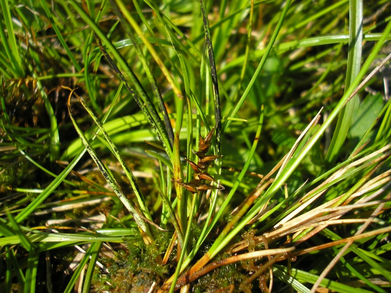 1_Orphanomyces arcticus_Carex davalliana (1).jpg