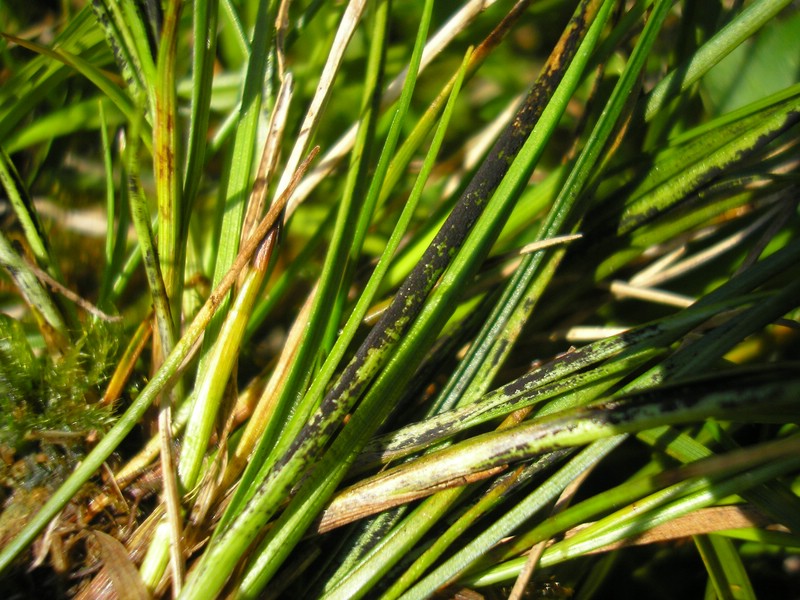 2_Orphanomyces arcticus_Carex davalliana (4).jpg