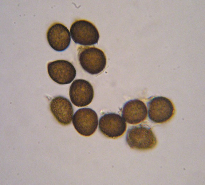 3_Orphanomyces arcticus_Carex davalliana (2)a.jpg
