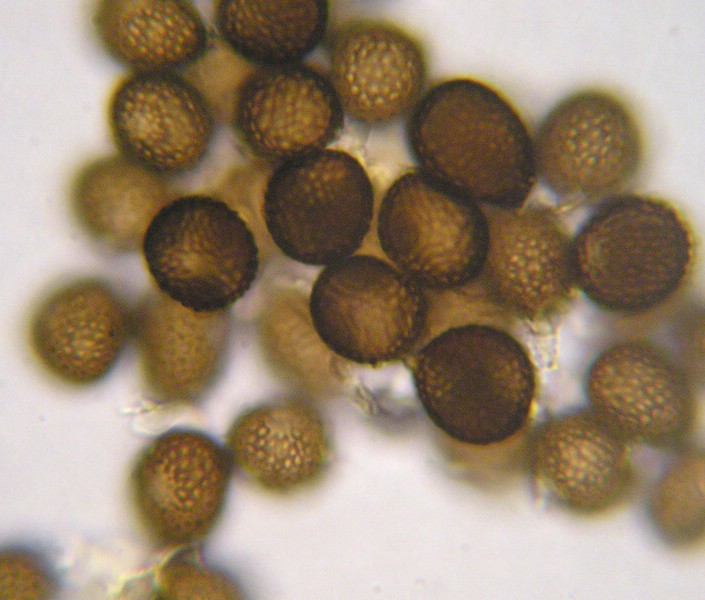 4_Orphanomyces arcticus_Carex davalliana (3)a.jpg