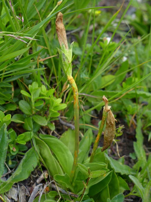 Skt. Bernhardt (11).jpg