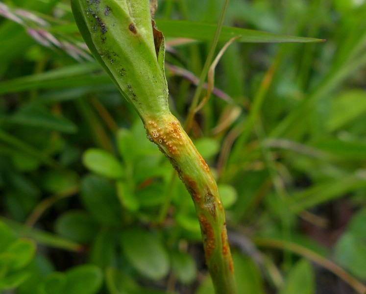 Skt. Bernhardt (2).jpg