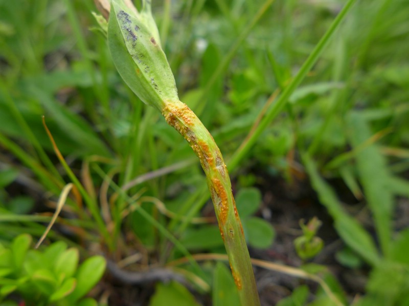 Skt. Bernhardt (6).jpg