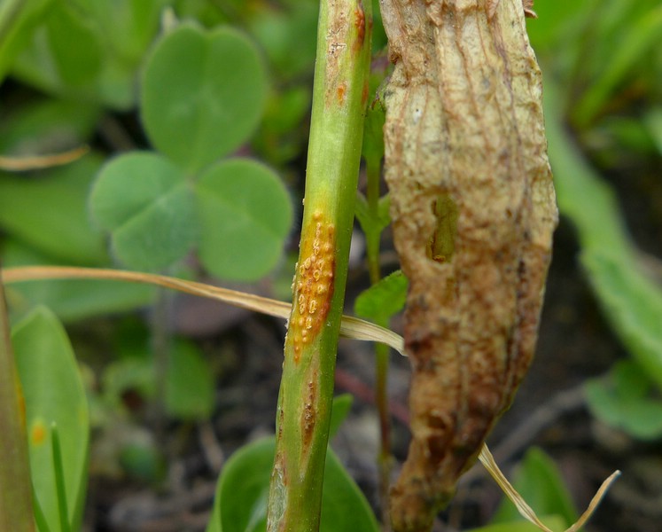 Skt. Bernhardt (10).jpg